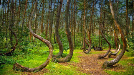hoia-forest-the-5-freakiest-places-on-earth