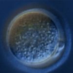 1_cell