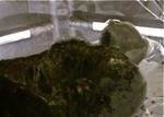 4_hatch