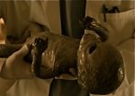 5_baby
