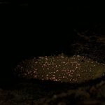 influences_6X13_arcadia_3