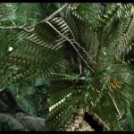 influences_predator