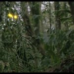 influences_predator_2
